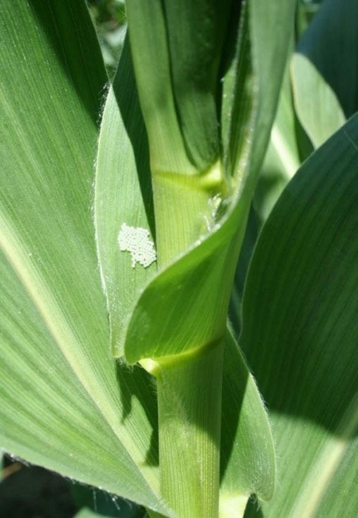 Western bean cutworm egg mass identification guide available - Michigan ...