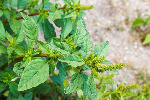 Breakthrough made in glyphosate-resistant pigweeds - Michigan Farm News