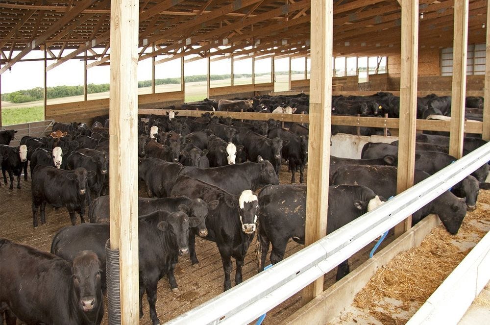 Enterprise budget tool available for feedlot producers - Michigan Farm News