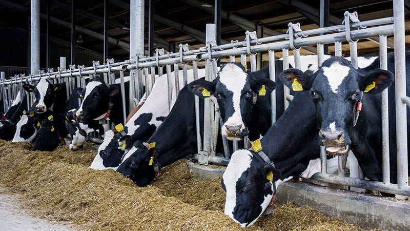 Dairy Margin Coverage: The mailbox milk price disconnect - Michigan ...