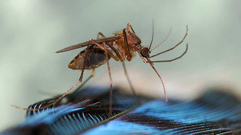 Eastern Equine Encephalitis-positive Mosquitoes Found In Bay County 