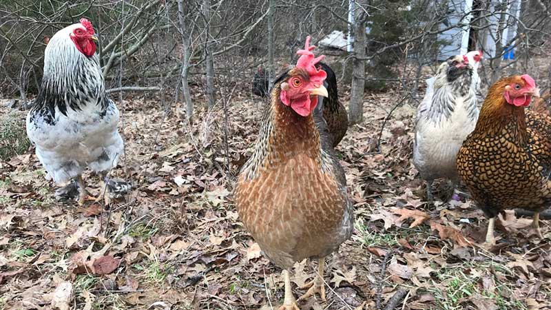Avian Influenza Resurfaces In Eaton County Backyard Flock Michigan Farm News 