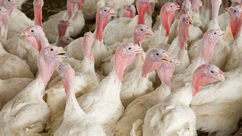 CoBank report: Avian influenza poses greater risk than ever to US ...