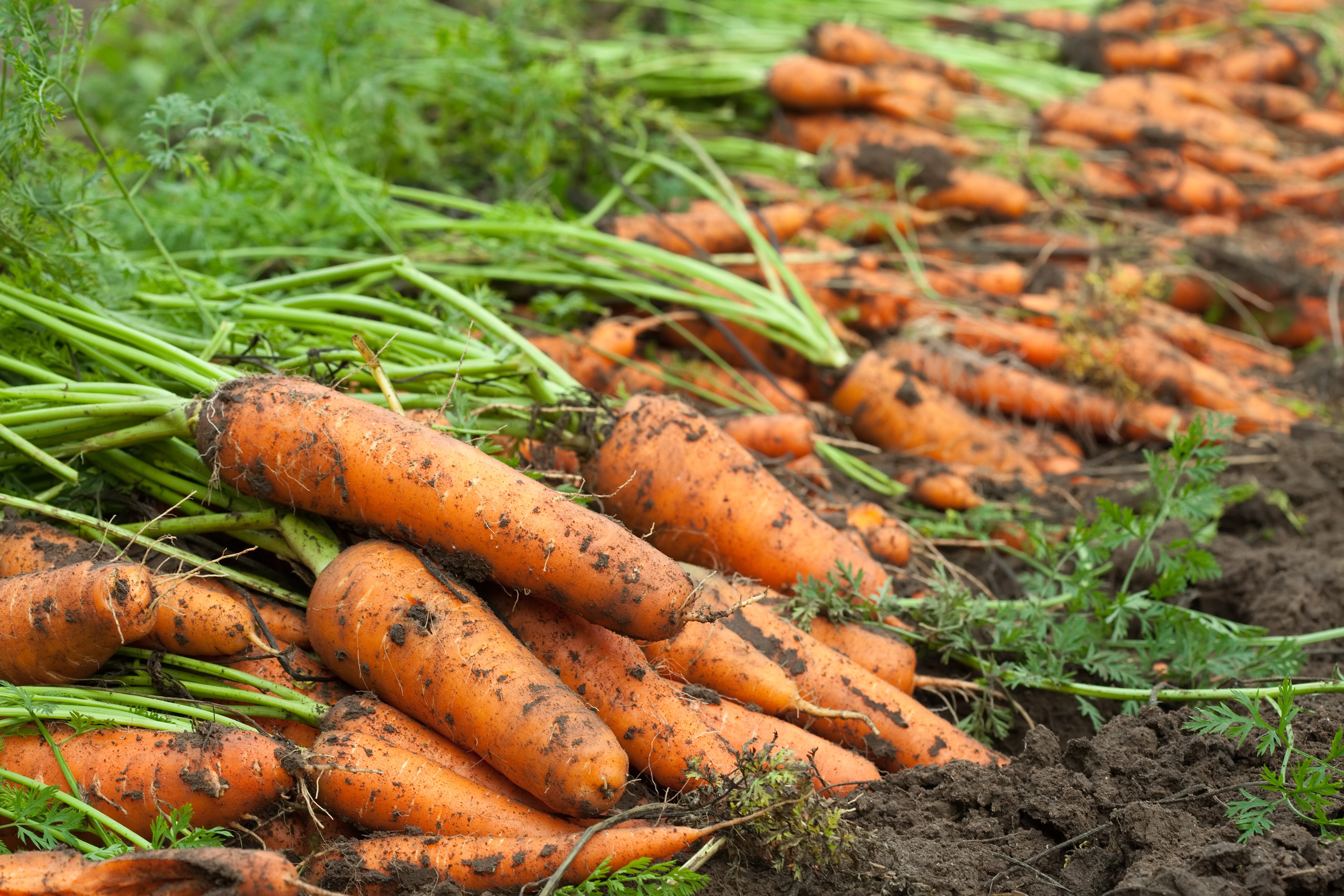 Discover Agricultural Excellence At Madison County Farm Bureau: Connecting Farmers And The Community