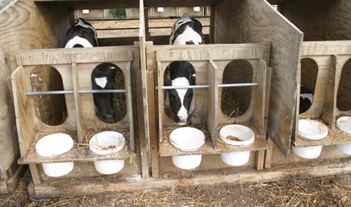 Understanding calf feed consumption is key - Michigan Farm News