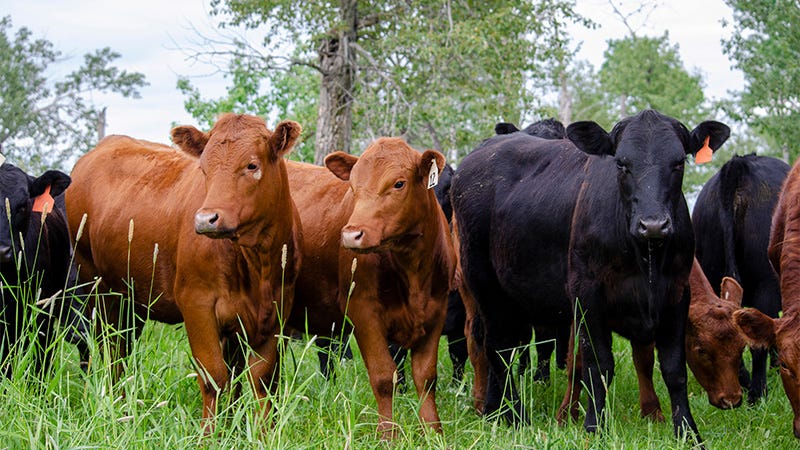 Michigan beef industry eyes restart to state-level checkoff - Michigan ...