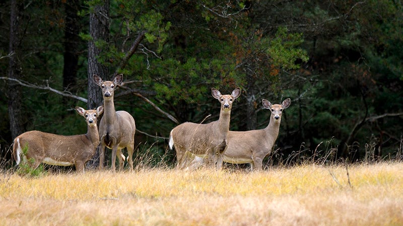 sept-19-20-early-antlerless-deer-hunt-a-viable-population-management