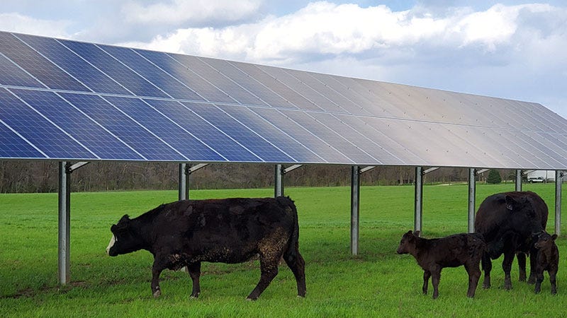 beef-s-gain-by-going-solar-michigan-farm-news