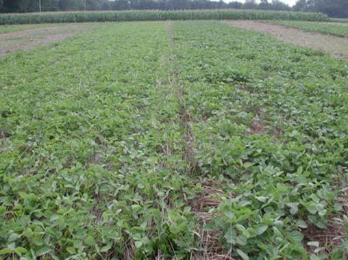 Cover crop survey looks for perspectives - Michigan Farm News