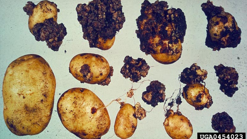 Canada Halts Pei Exports Over Potato Wart Disease Scare Michigan Farm News 