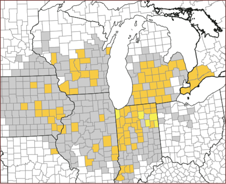 Tar spot on a fast-track across Michigan cornfields - Michigan Farm News