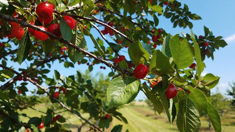 msu fruit experiment station