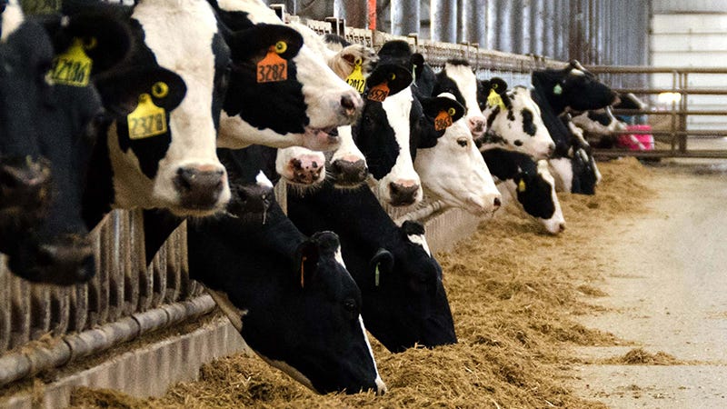 Highly Pathogenic Avian Influenza Detected In MI Dairy Herd Shipped ...