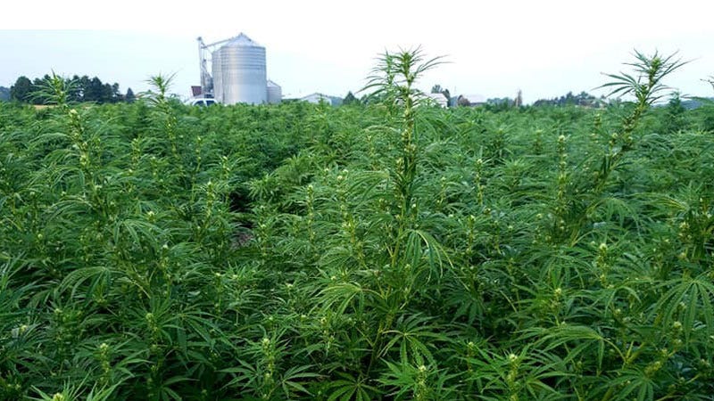 Hemp in 2020: Still worth the risk? - Michigan Farm News