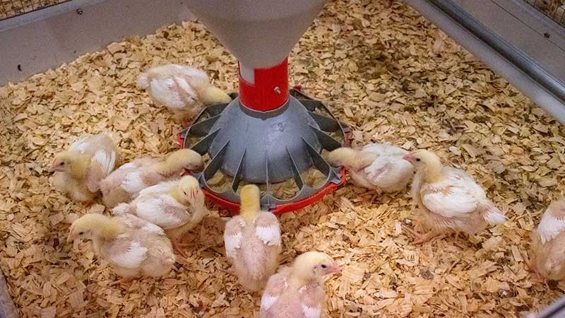 Using lasers for healthier broilers? Research shows it's possible ...