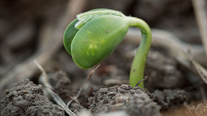 Identifying, mitigating the risks of ultra-early soybean planting in ...