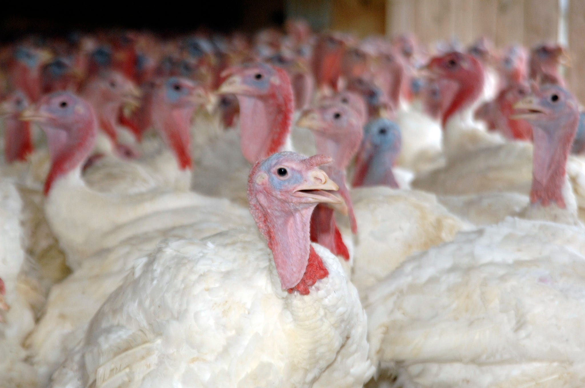 Highly Contagious Avian Influenza Detected In Indiana Turkey Flock Michigan Farm News 