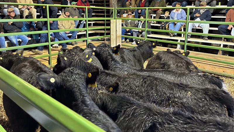 Shrinking herds and a 'strange situation' — what's behind the smallest ...