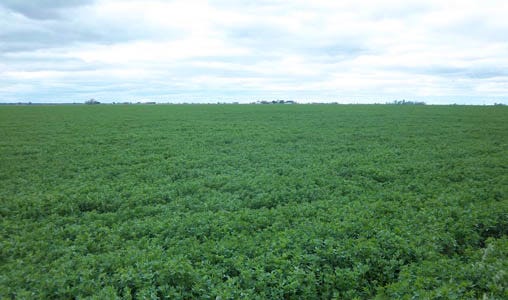Late Summer Alfalfa Seeding Reminders Michigan Farm News