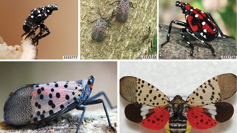 New bug, new problems: Growers react to spotted lanternfly discovery ...