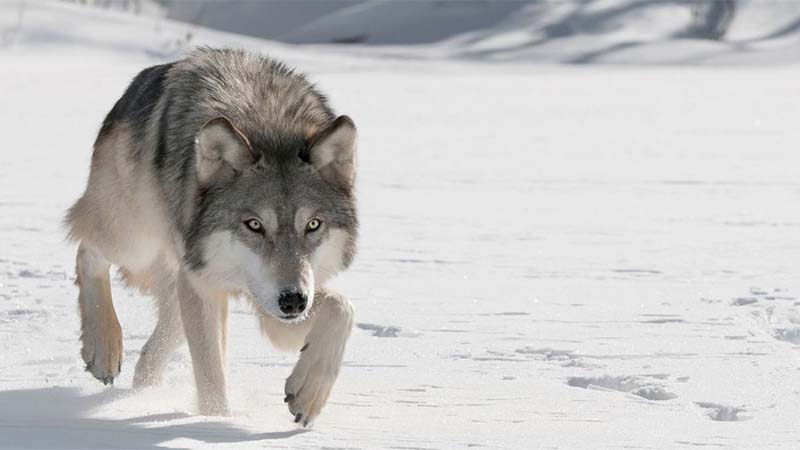 Federal Gray Wolf Protections Restored 2 Michigan Laws Suspended