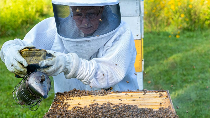 Michigan farmers asked to help determine pollination costs - Michigan ...