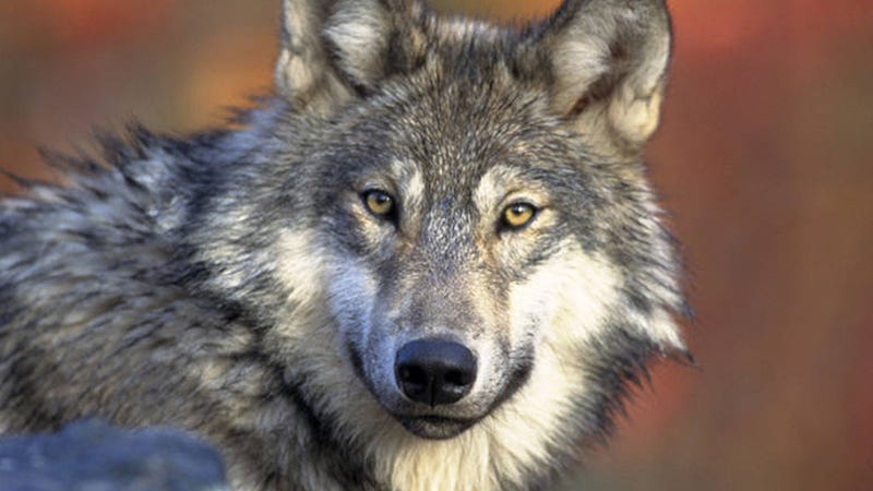 DNR investigating 'unusual case' of gray wolf killed in Calhoun County