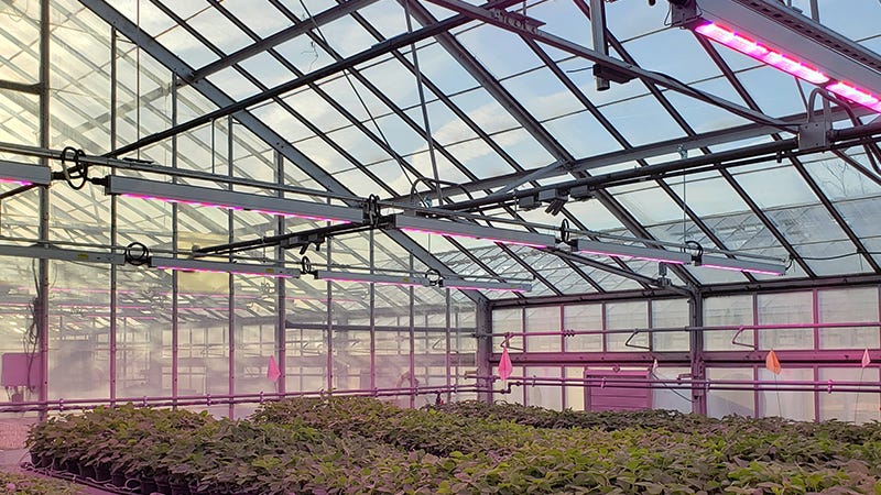 MSU greenhouse renovations improving plant research - Michigan Farm News