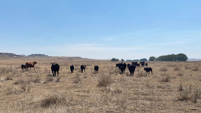 Three drought years expected to push US cattle inventory to 72-year low ...