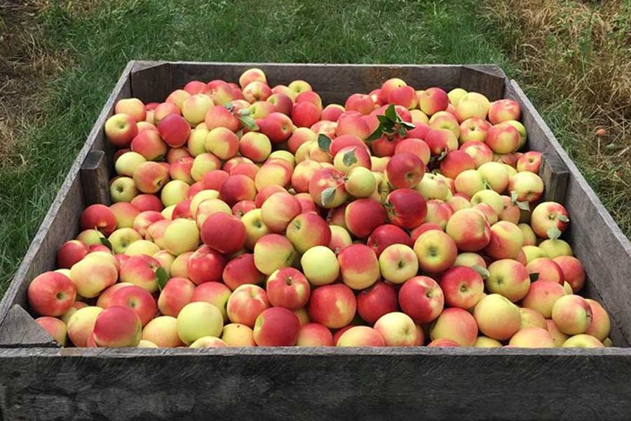 USDA report Michigan 2021 apple crop down 34, tart cherries boom