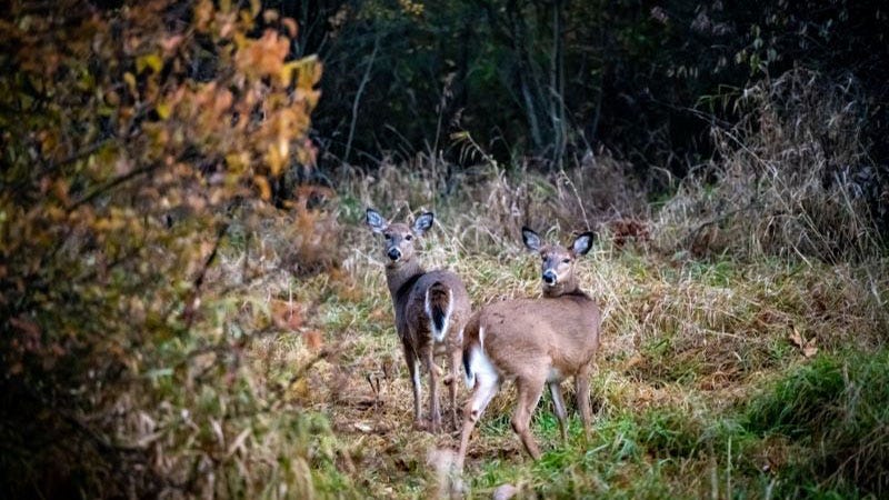 late-antlerless-firearm-season-open-through-jan-1-michigan-farm-news