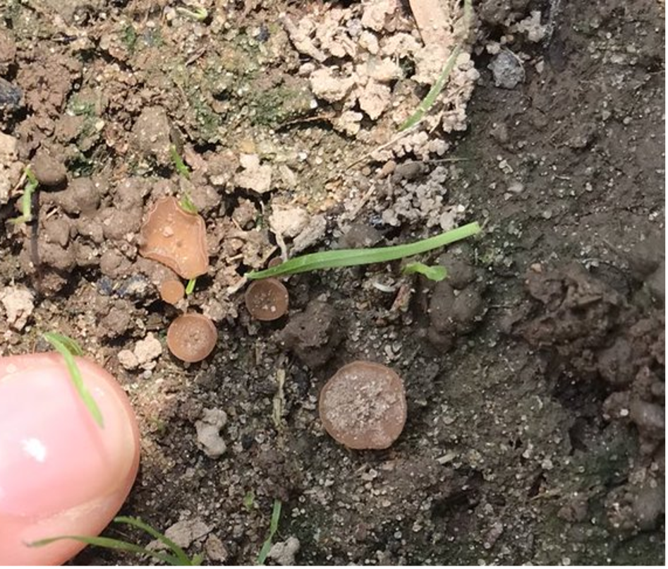 White Mold Mushrooms Show Up