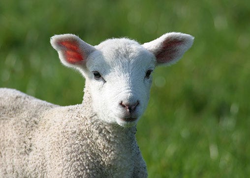 Shepherd’s weekend begins Friday - Michigan Farm News