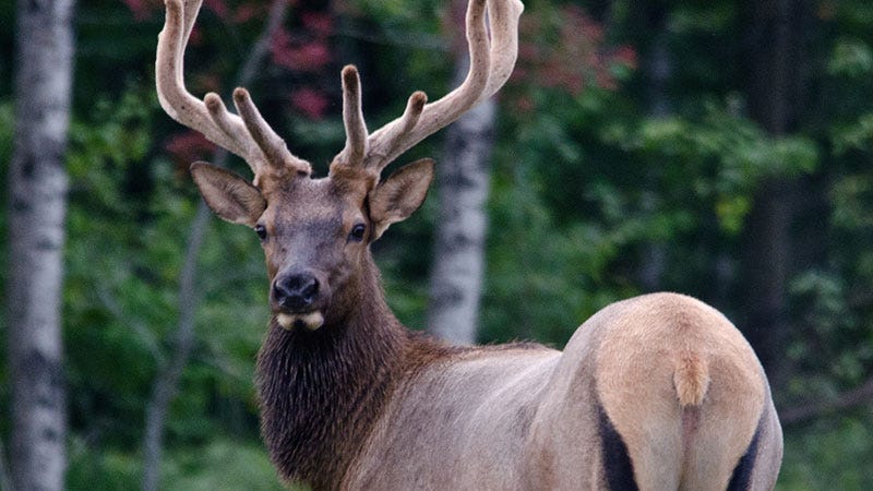 Reward offered in elk poaching incidents in northern Lower Peninsula ...